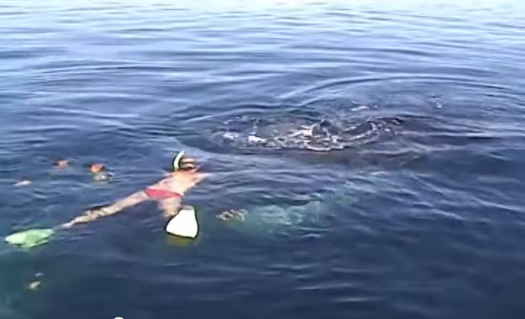 He Swam Up To What He Thought Was A DEAD Whale, What Happens Next Will SHOCK YOU