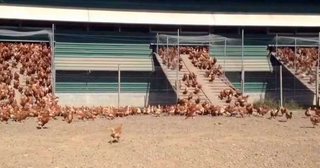 Farmers Set Up A Camera To Record Their Free-Range Chickens. Watch What Happens Every Morning