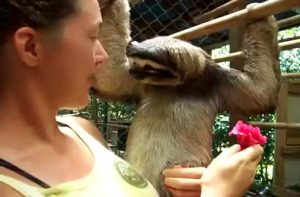She Offered This ADORABLE Sloth a Flower, and He Had the Best EVER Reaction!