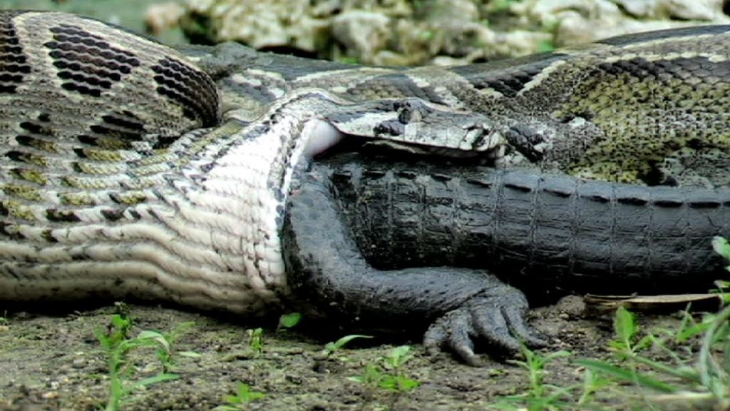 INSANE VIDEO: Python Eats Alligator!