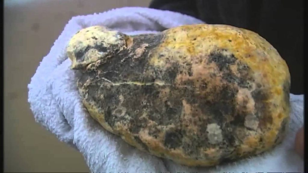 GROSS: What This Man Found On The Beach Is About To Make Him Rich