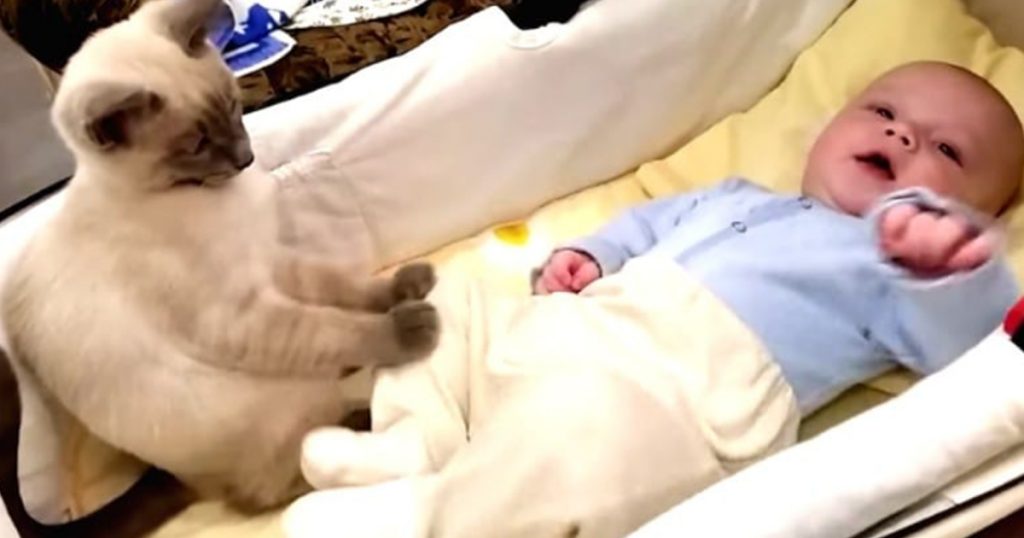 Mother Tries To Calm Her Fussy Baby, But Keep Your Eyes On What The Cat Does!