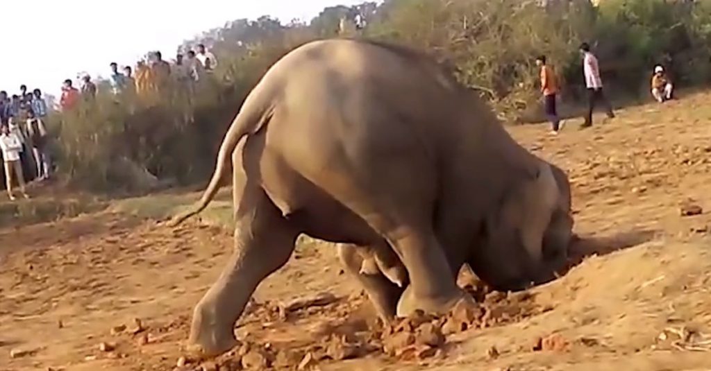 This Elephant Spent 11 Hours Digging A Hole. Nobody Expected Her To Pull Out What She Pulled Out!
