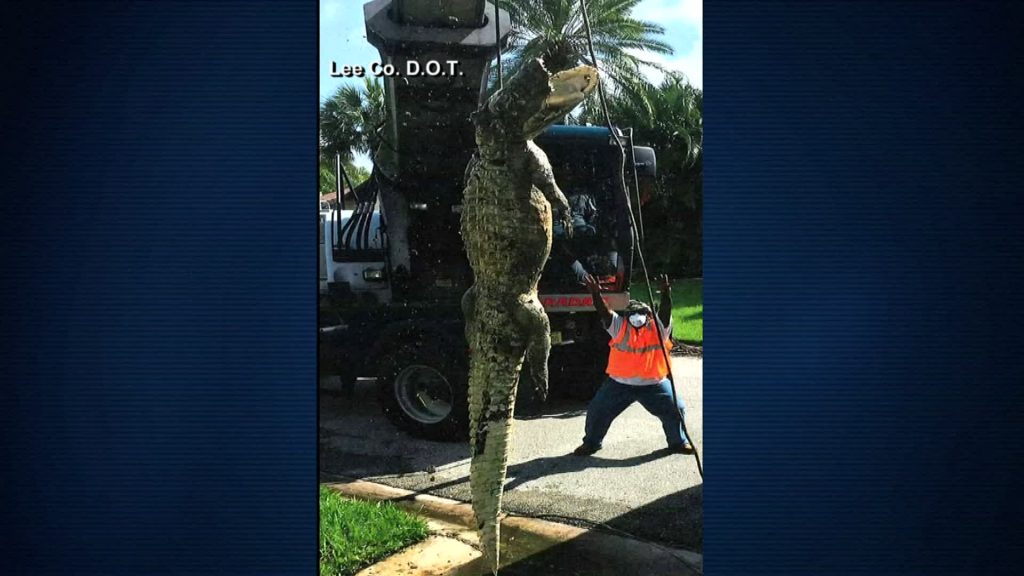 You Will FREAK OUT When You Hear Where They Found This 11 FOOT GATOR!!