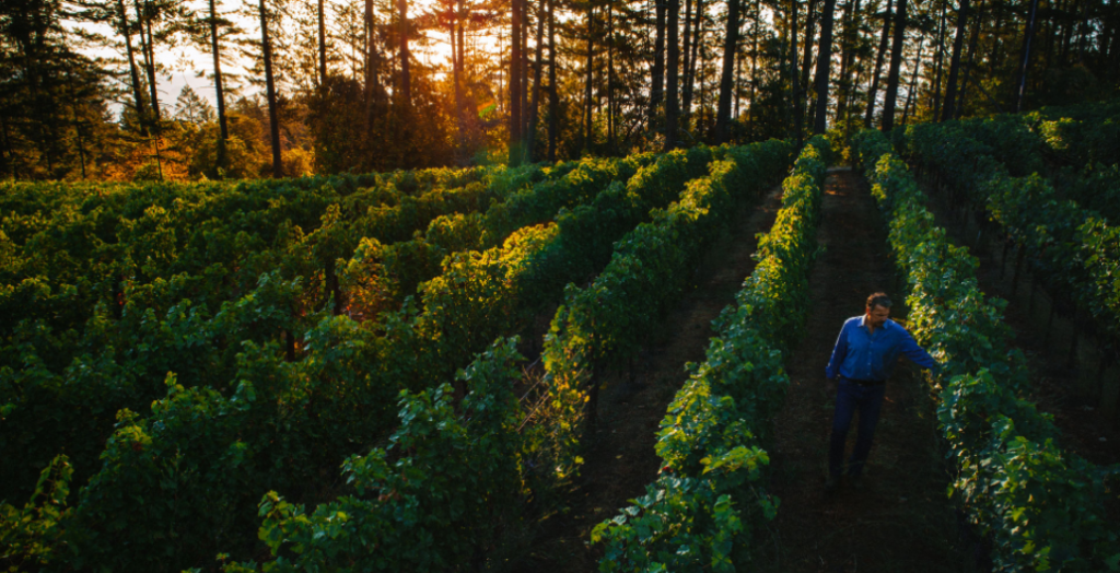 Cabernet Franc on the Rise in Napa: Here’s Why