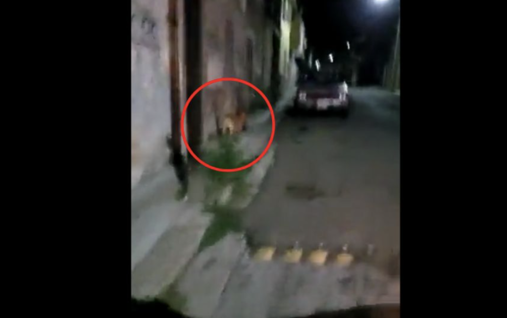 What They Saw A Dog Walking Down The Street With Is Absolutely Gruesome..